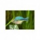 Poisson arc-en-ciel turquoise, 5-6cm