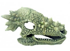 AMTRA DRAGON Crâne 15,3x10x8cm