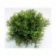 SYDECO Plante artificielle Green Moss XL H:12cm
