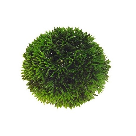 HOBBY Plante artificielle Ball 9cm