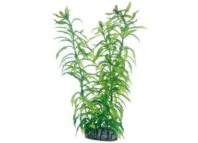 HOBBY Plante heteranthera 25 cm