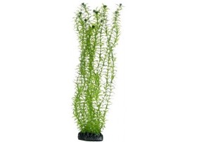 HOBBY Plante lagarosiphon 34 cm