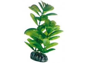 HOBBY Plante saururus 16 cm