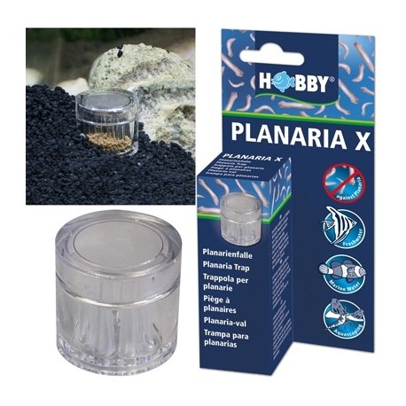 HOBBY Planaria x  piège à planaires