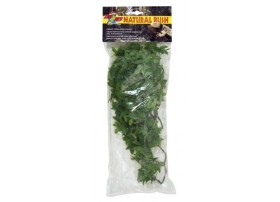 ZOOMED Plante Congo ivy MM -
