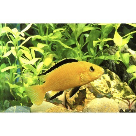 Labidochromis jaune