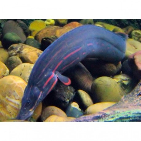 anguille épineuse à bandes rouges , 9-12cm