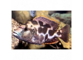 Nimbochromis livingstonii, 3-4cm