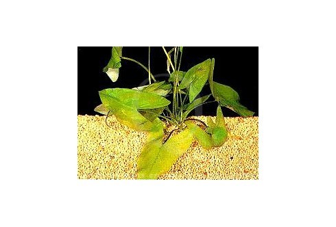 Plante nymphaea stellata (nénuphar indien) : fiche complète, paramètres,  volume, maintenance en aquarium