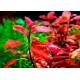 Plante in vitro - Ludwigia Super mini Red