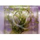 Leptodictyum riparium - Stringly Moss