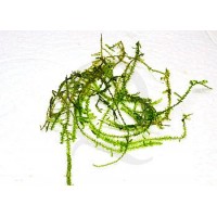 Vesicularia Reticulata - Erect Moss