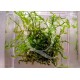 Vesicularia sp. - Creeping Moss