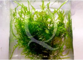 Taxiphyllum alternans - Taiwan Moss