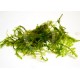 Taxiphyllum sp. – Anchor Moss