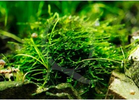Taxiphyllum Alternans - Mini Taiwan Moss