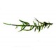 Vesicularia sp. - Mini Java Moss