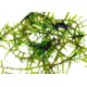 Vesicularia sp. - Mini Java Moss