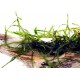 Taxiphyllum sp. - Giant Moss