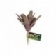 ZOOMED Naturalistic Chestnut Bromeliad