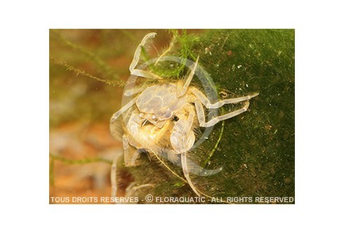 Limnopilos naiyanetri - Micro crabe ou faux crabe araignée