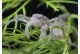 Limnopilos naiyanetri - Micro crabe