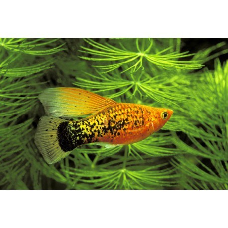 Platy-perroquet, Orange Gold, 3cm