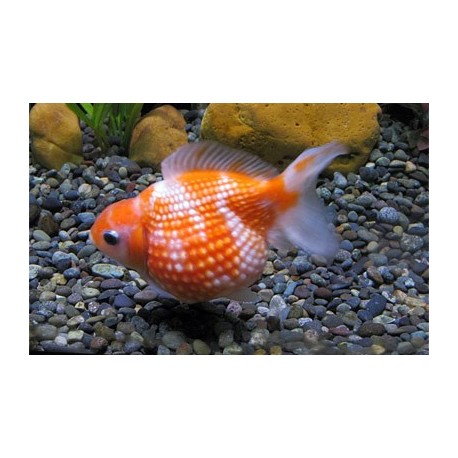 PearlScale, Rouge, 5-6cm