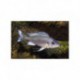Ophthalmotilapia ventralis, Bright blue, 3-4 cm