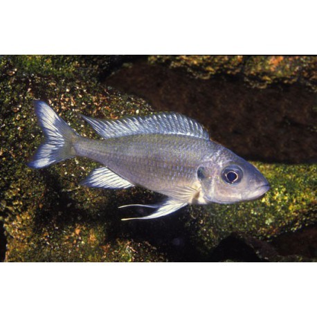 Ophthalmotilapia ventralis, Bright blue, 3-4 cm