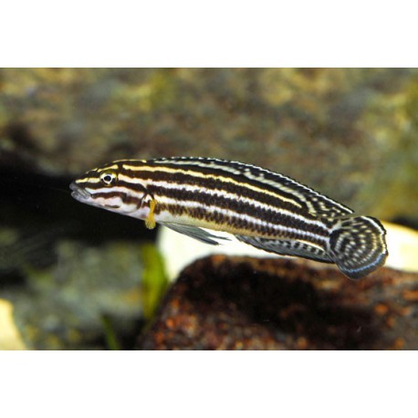 Julidochromis transcriptus, 3,5-4cm
