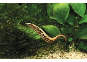 Anguille épineuse à ceinture, Léopard , 12-15cm