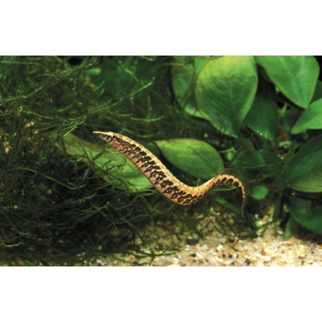 Anguille épineuse à ceinture, Léopard , 12-15cm