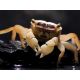 Métasesarma Obesum - Marble Batik Crab