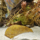 JBL - Catappa XL aquarium