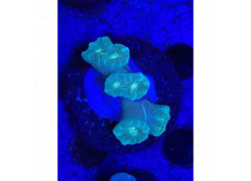 Caulastrea Ice blue (1-3 polypes)