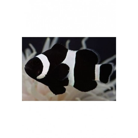 Amphiprion ocellaris Full Black 3 à 4 cm