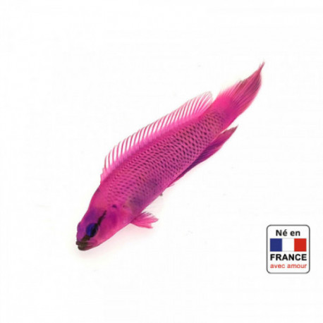 Pseudochromis fridmani +5 cm