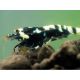 Caridina cf. cantonensis - Galaxy Pinto Tiger Mettalic Genetic- ORIGINAL VIN FISH LINE