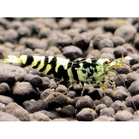 Caridina cf. cantonensis - Galaxy Pinto Tiger Mettalic Genetic- ORIGINAL VIN FISH LINE