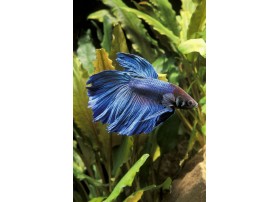 Betta splendens Bleu, 4-6cm, Mâle