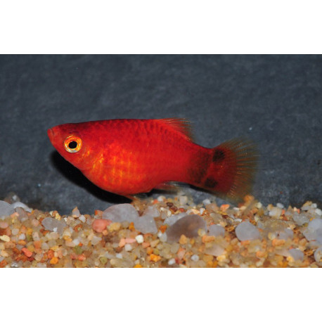 Platy Corail Mickey Rouge 3-4 cm