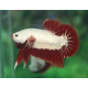 Betta splendens femelle HMPK Red Dragon 4-5 cm