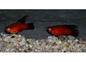 Platy Voile Rouge Wagtail 3-4 cm