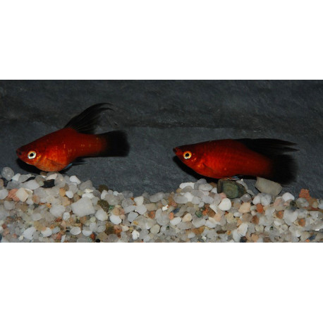 Platy Voile Rouge Wagtail 3-4 cm