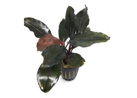 Bucephalandra Theia Green Big Leaf