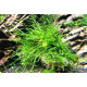 Vesicularia sp. - Mini X-Moss