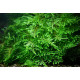 Vesicularia montagnei - Christmass Moss
