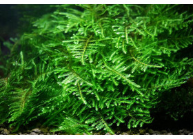 Vesicularia montagnei - Christmass Moss