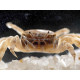 Potamocypoda pugil - Crabe Nain Fantôme